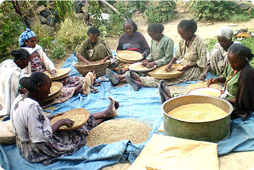 Подготовка семян вручную в Эфиопии