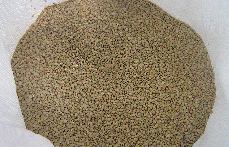Lentils after cleaning