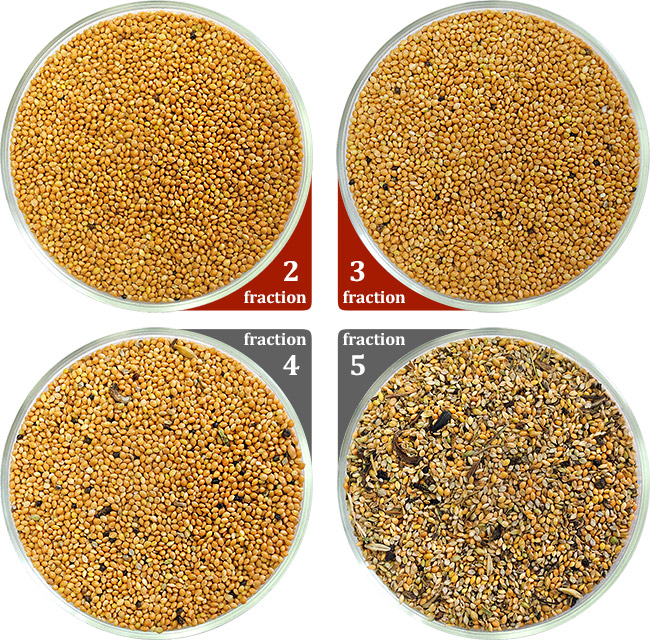 Millet Millet cleaned by machine CAD, cleaning millet, millet in Petri dishes